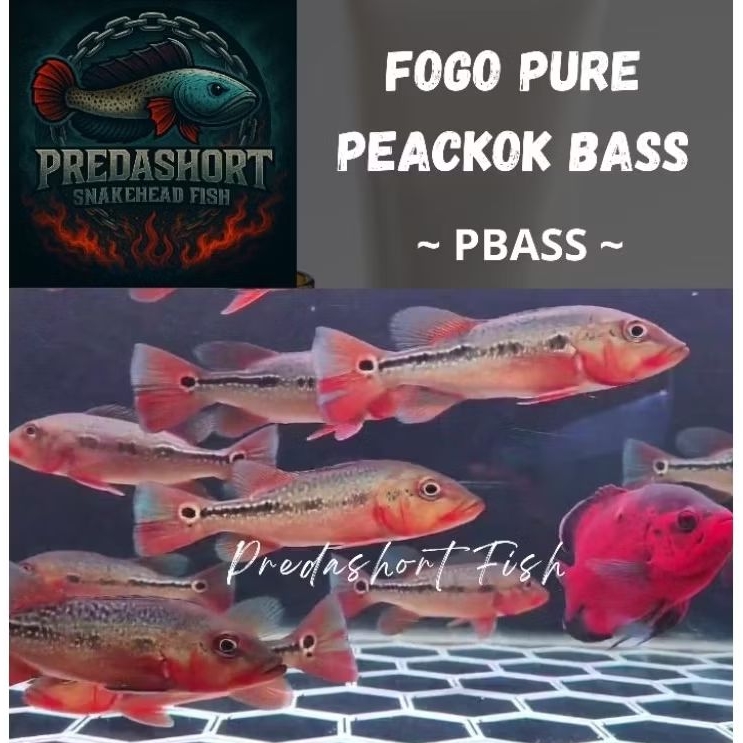 pbass / peackokbass FOGO Pure 7-8cm premium kualitas bergaransi 100% real