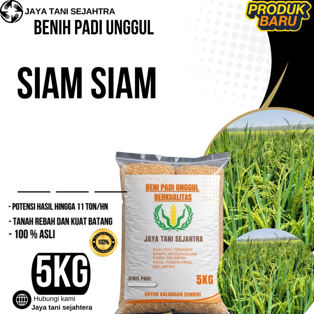 BENIH PADI UNGGUL SIAM SIAM KEMASAN 5KG