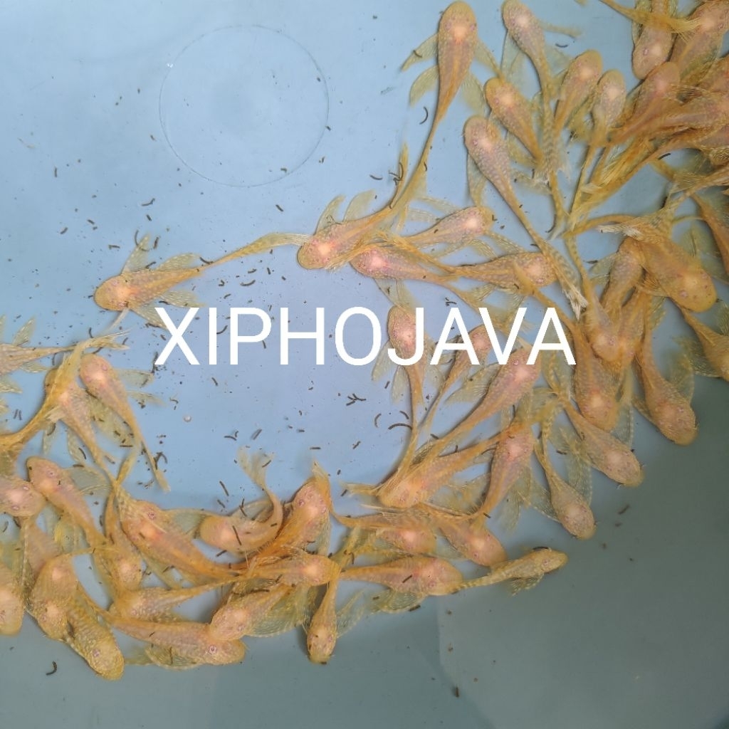 HIASAN AKUARIUM | PEMBERSIH KACA | SAPU SAPU | PLECO