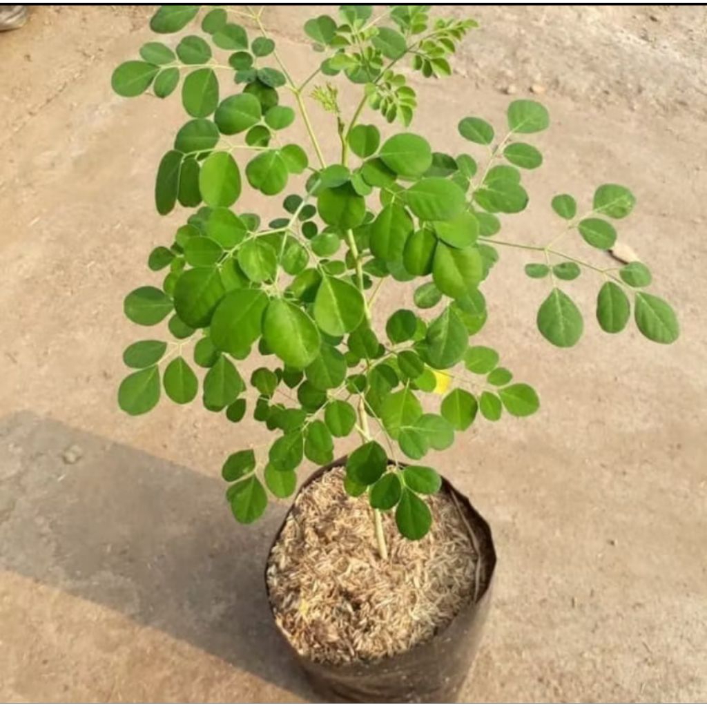 bibit pohon kelor siap tanam