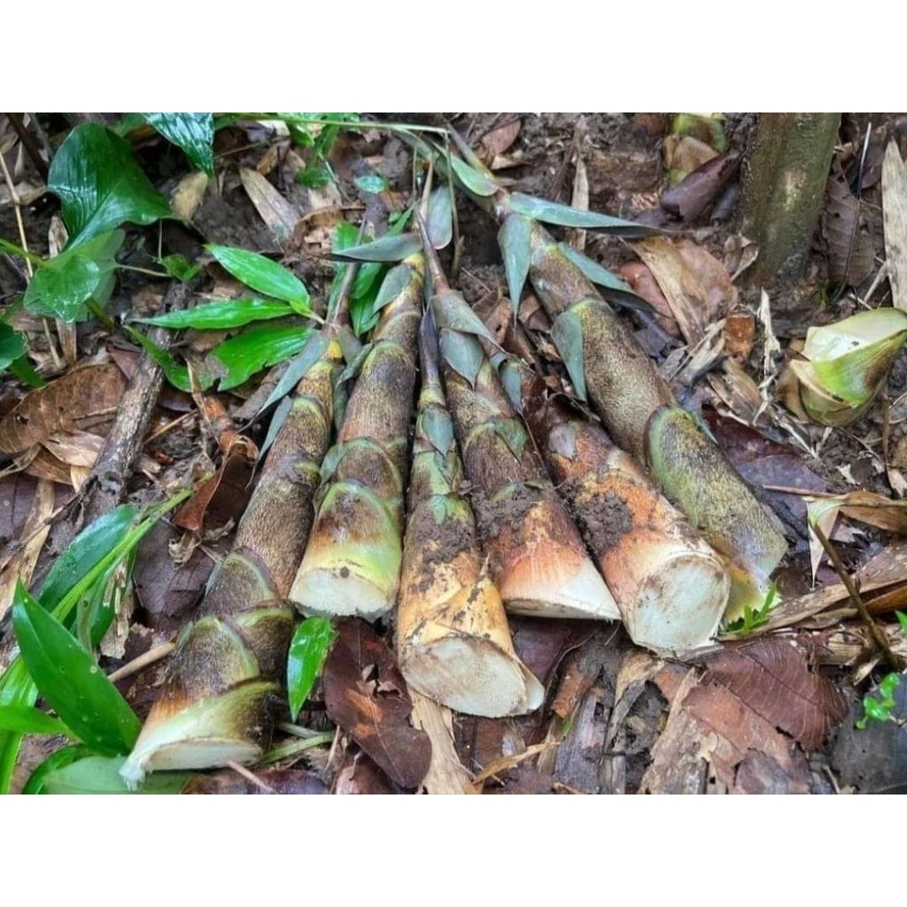 jual rebung bambu sayur segar