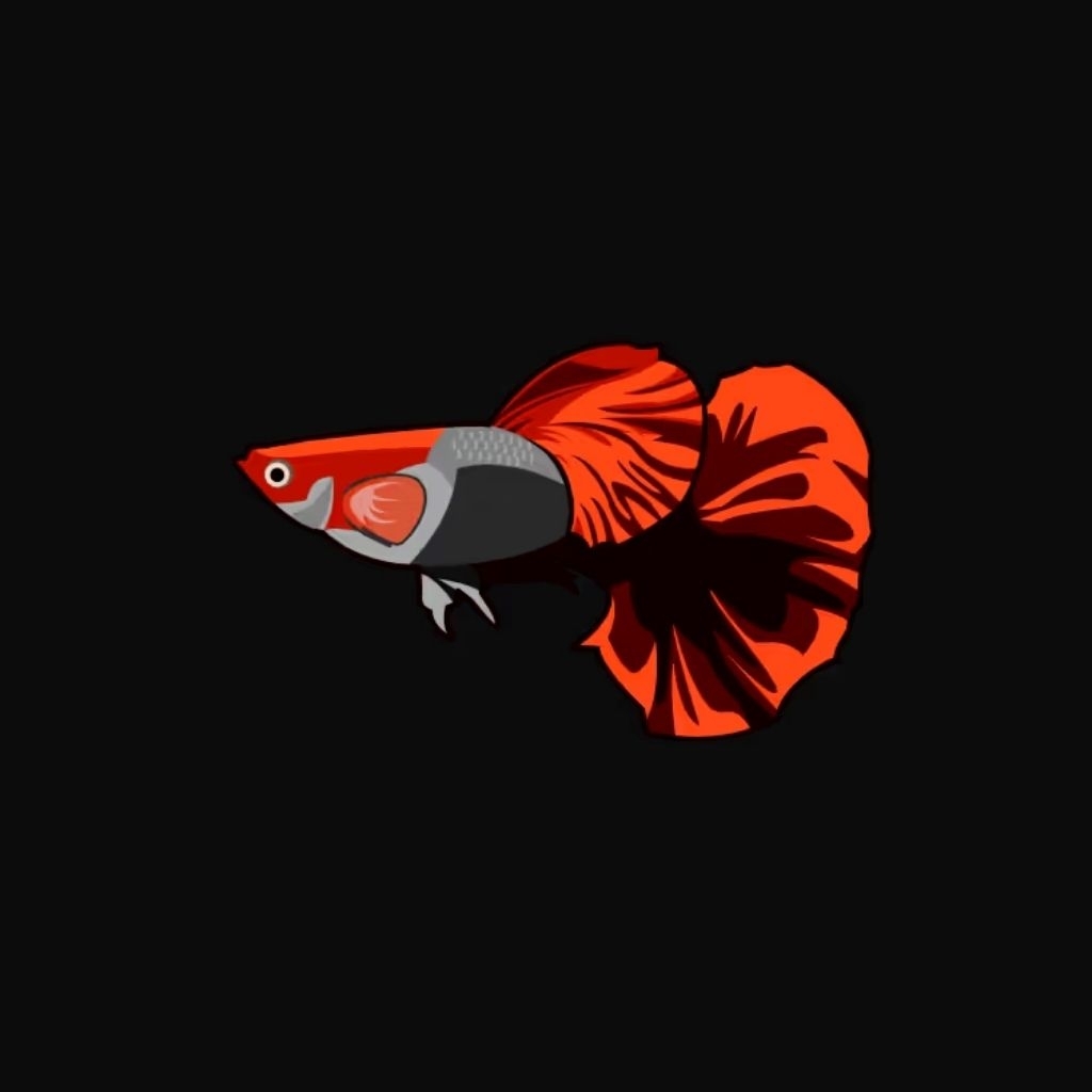 Hiasan guppy albino koi red ear