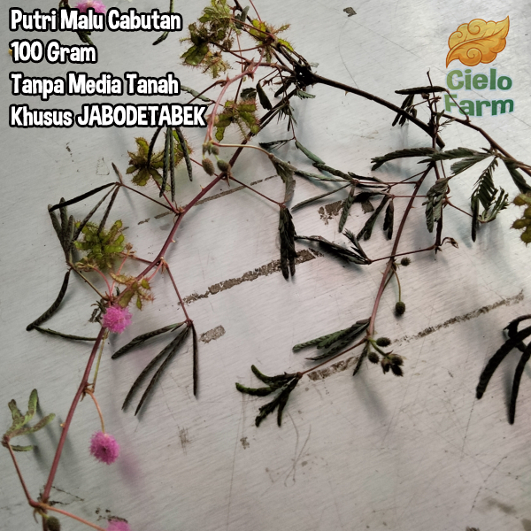 Putri malu segar tanaman putri malu tanpa media tanah herbal 100gram panen dadakan batang daun akar 