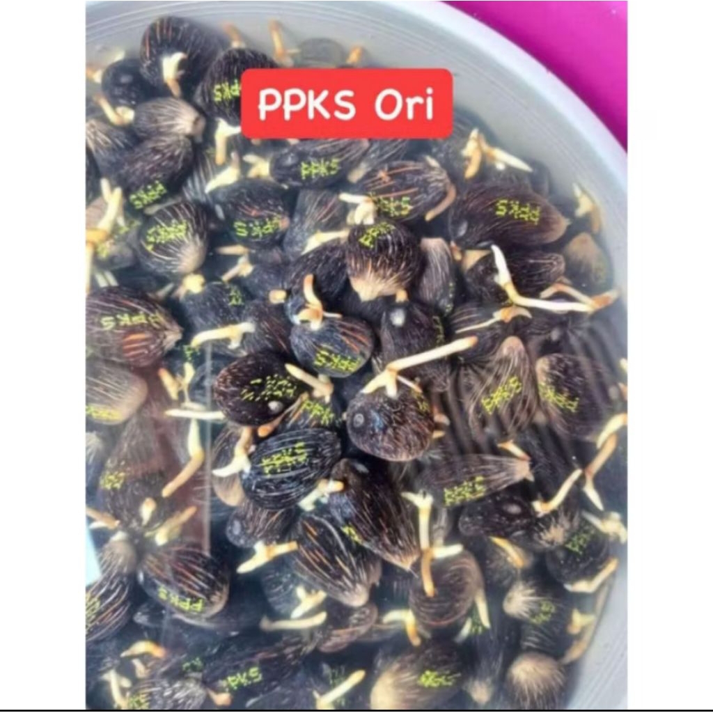 Paket 500 butir PPKS dumpy bersertifikat