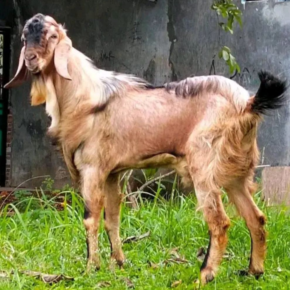 Kambing Domba jawa randu I PE I  Hewan untuk Qurban Aqiqah MASIH HIDUP  free ongkir jabodetabek