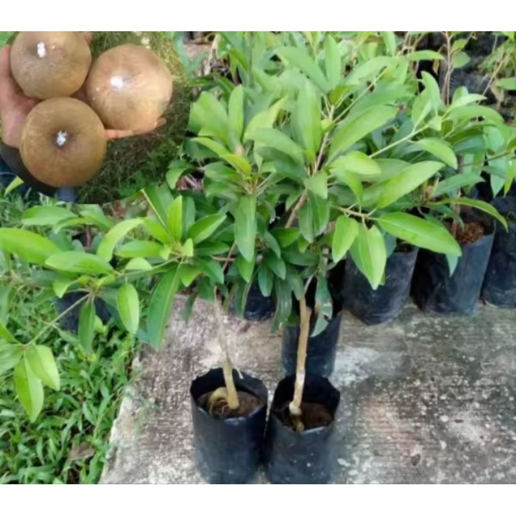 Bibit Sawo Jumbo Sudah Berbuah