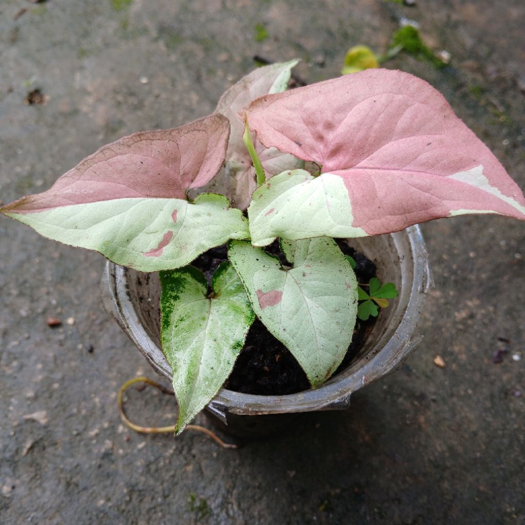 Tanaman Syngonium Strawberry Milk