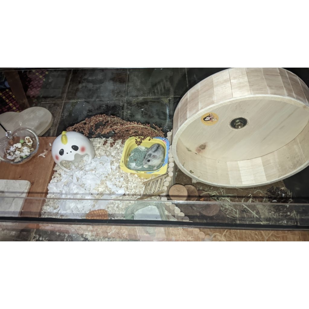 preloved perintilan hamster