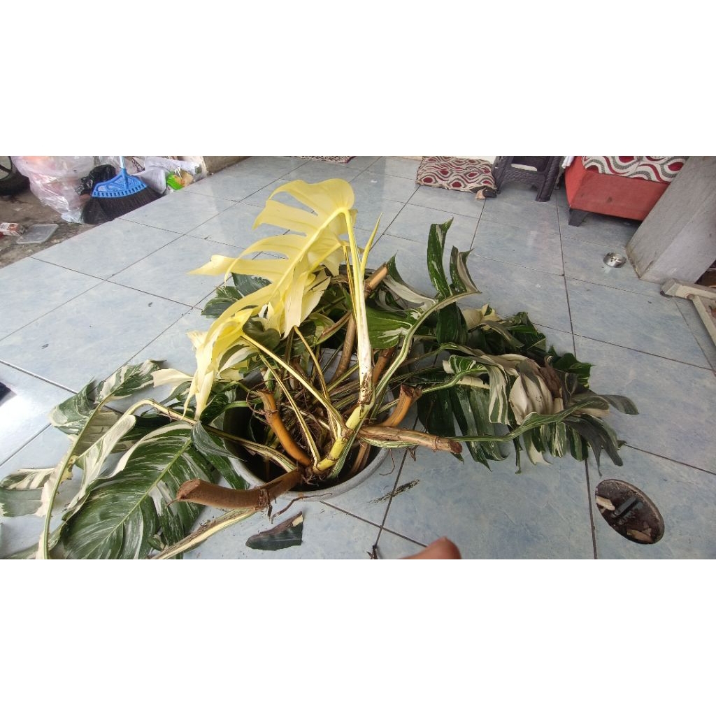 varigata monstera dominan putih