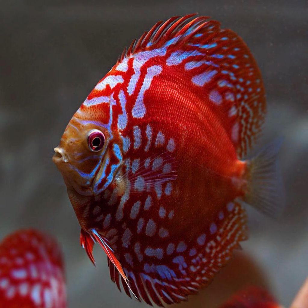 discus red raflesia hiasan elegan