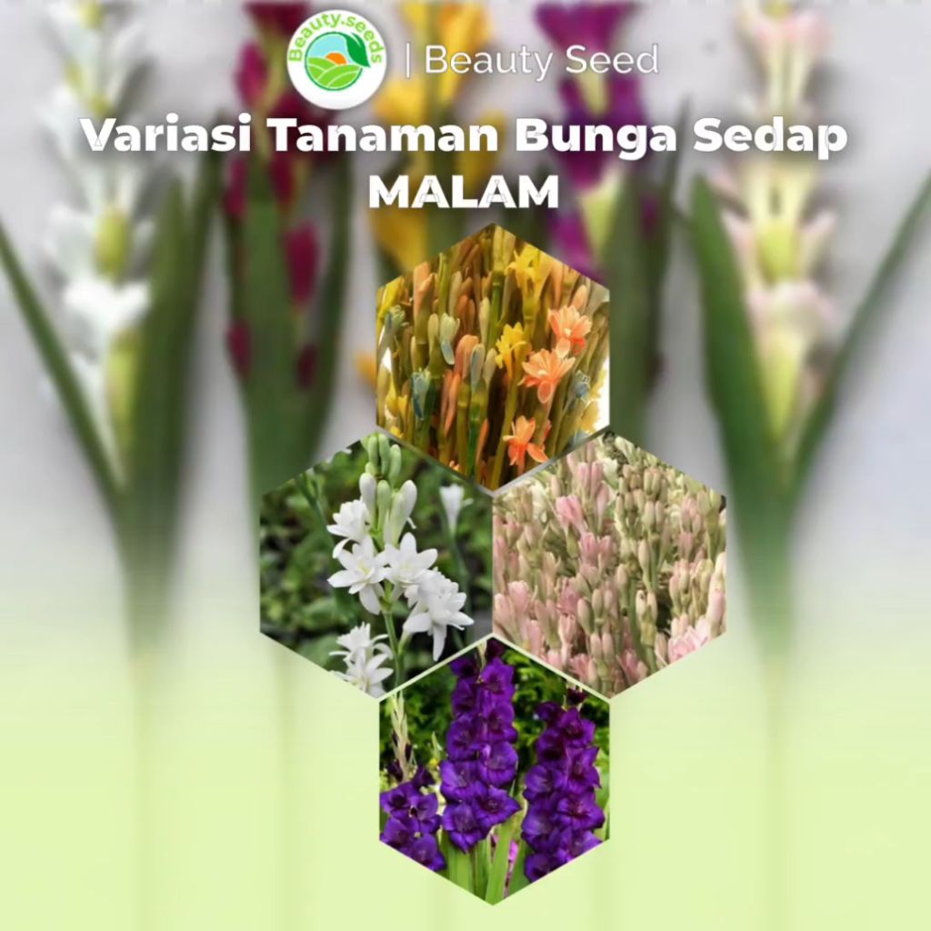 Varian Warna Bibit Tanaman Bunga Sedap Malam - Tanaman Hias Bunga Sedap Malam Variasi Warna Pink Ung