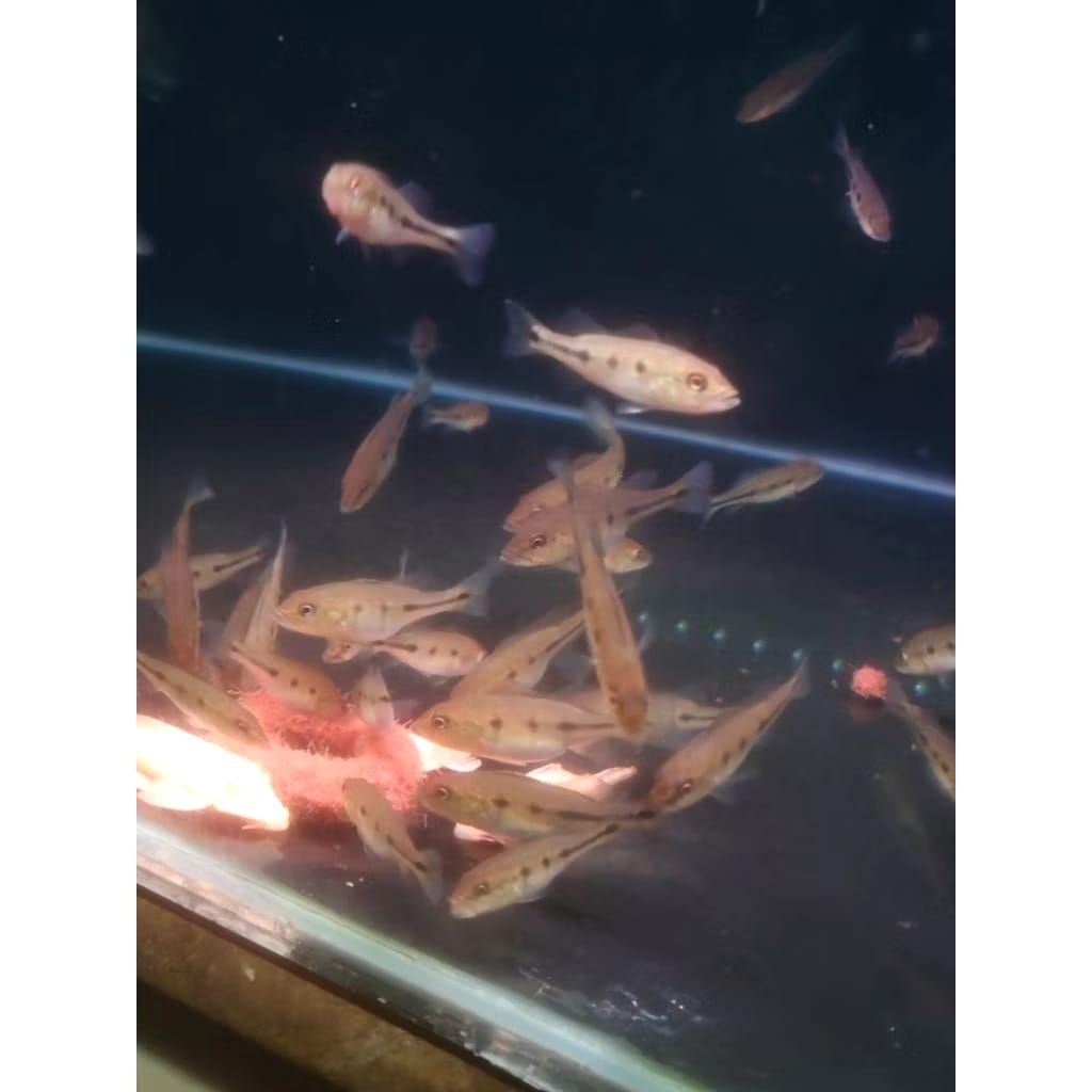 pbass Orinoco size 4-5 cm