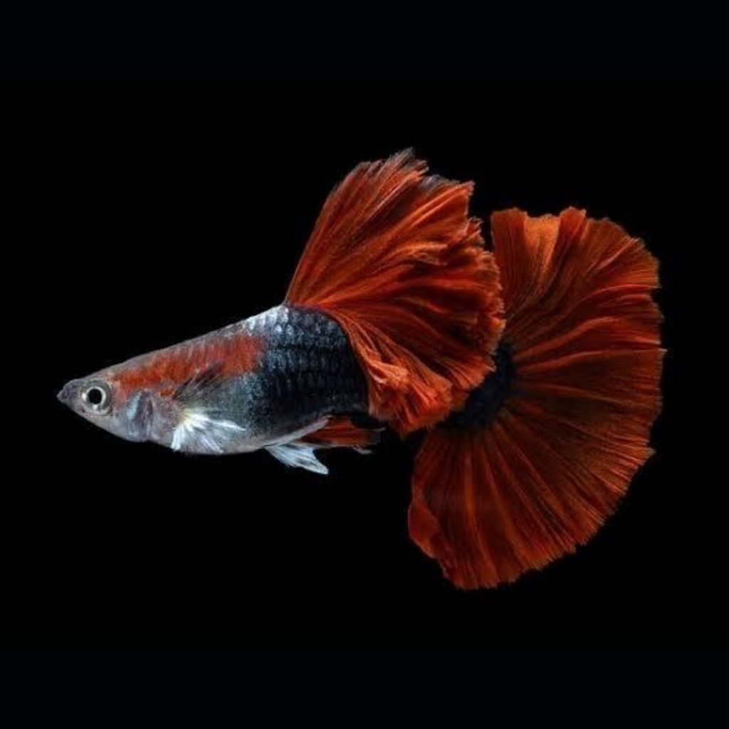 Hiasan Aquarium Guppy HB Red rosetail