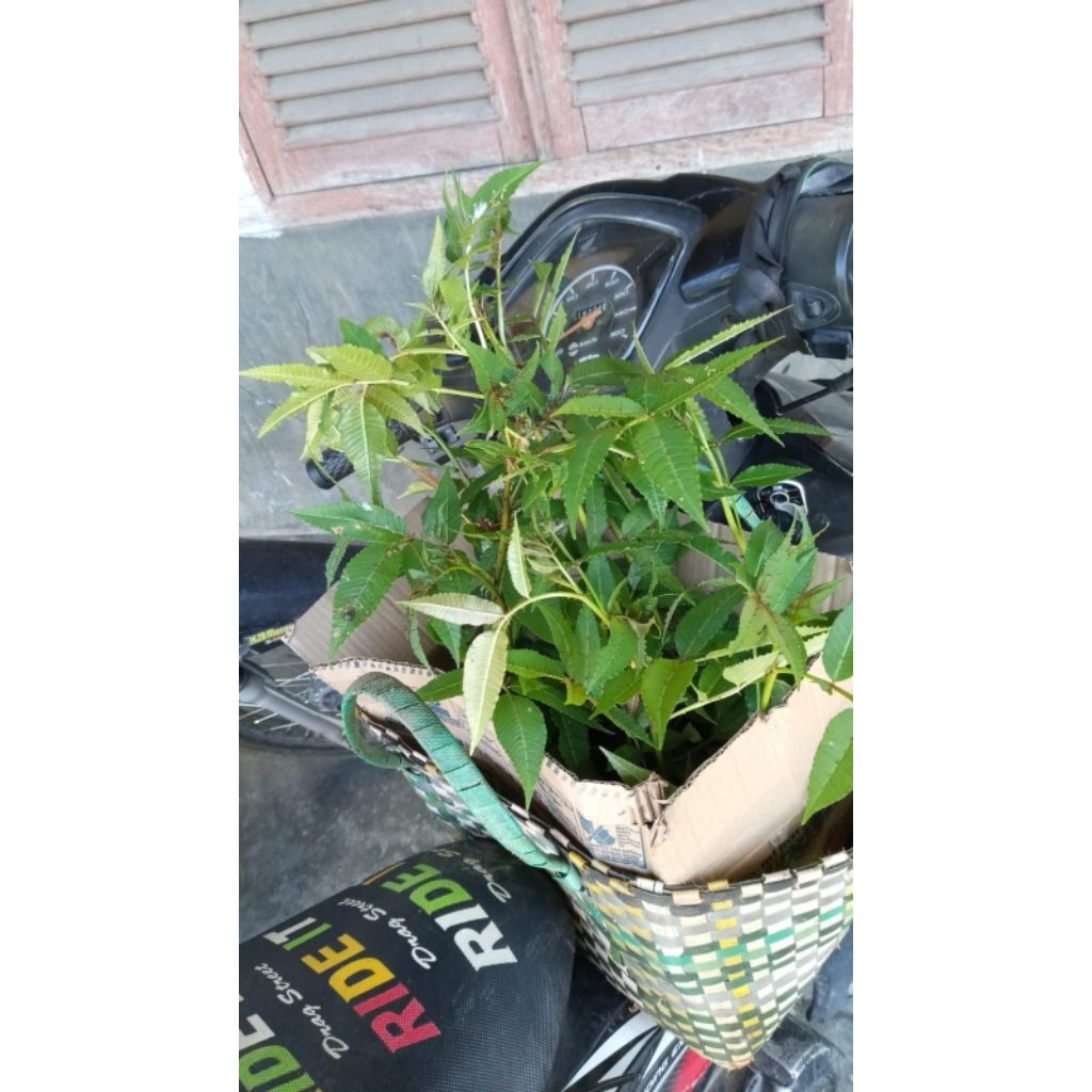 Bantu kirim bibit andaliman