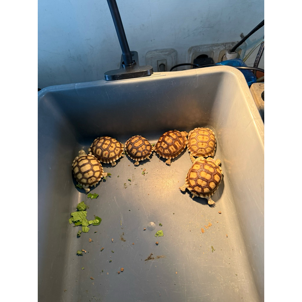 Sulcata Kura-Kura Darat Baby 5-6 cm - Berkualitas Tinggi, Mudah Dirawat, Garansi Kematian Saat Diter