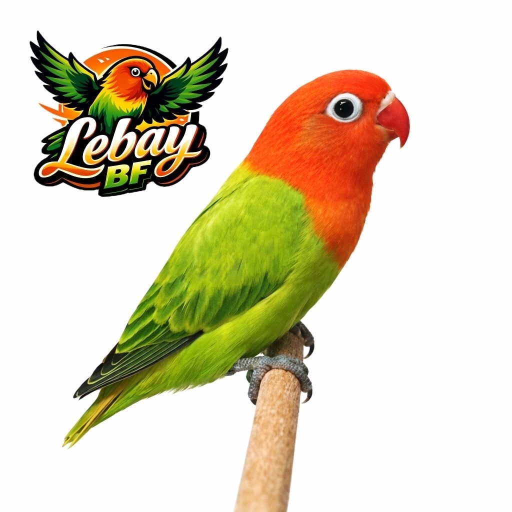 Lovebird Biola Green