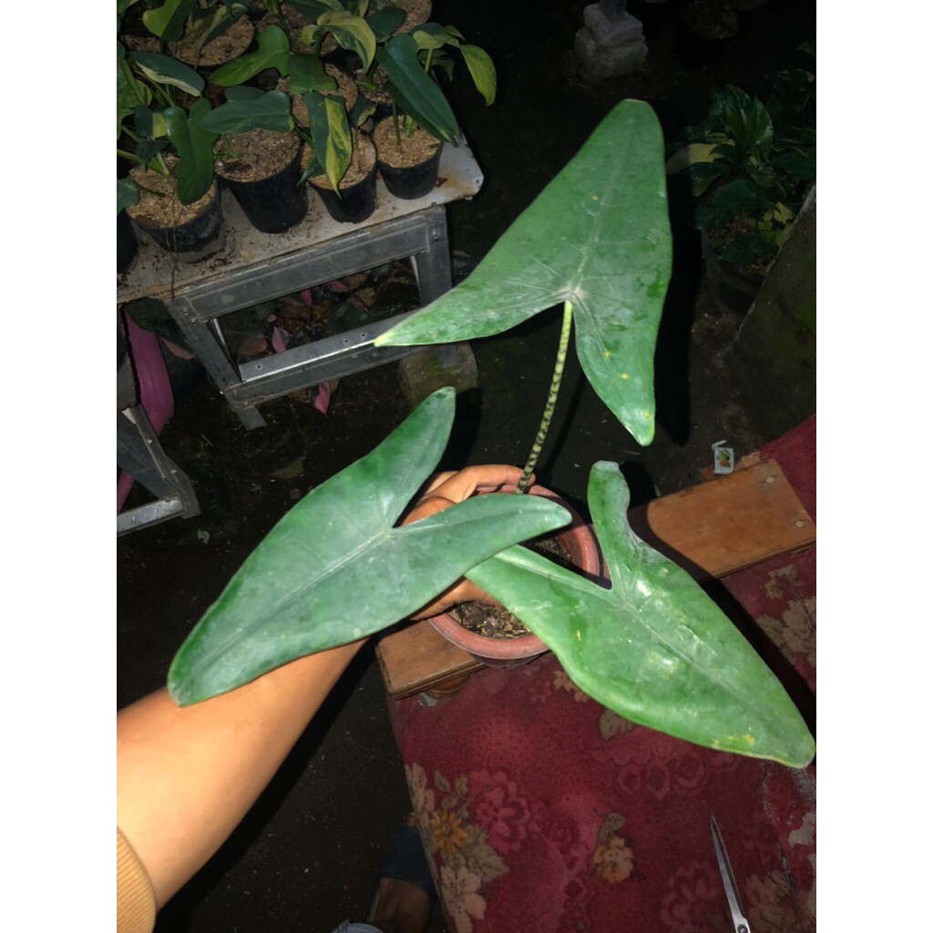 Tanaman hias Alocasia zebrina import filiphina original