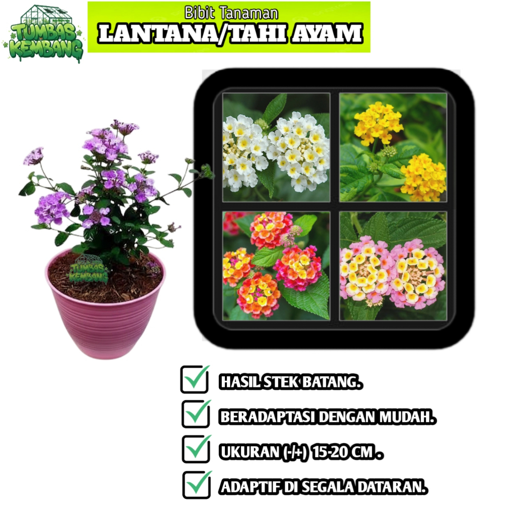 Bibit Bunga Lantana/Waung Tembelekan Tahi Ayam - Tanaman Hias Lantana camara Warna-Warni - Hasil Ste