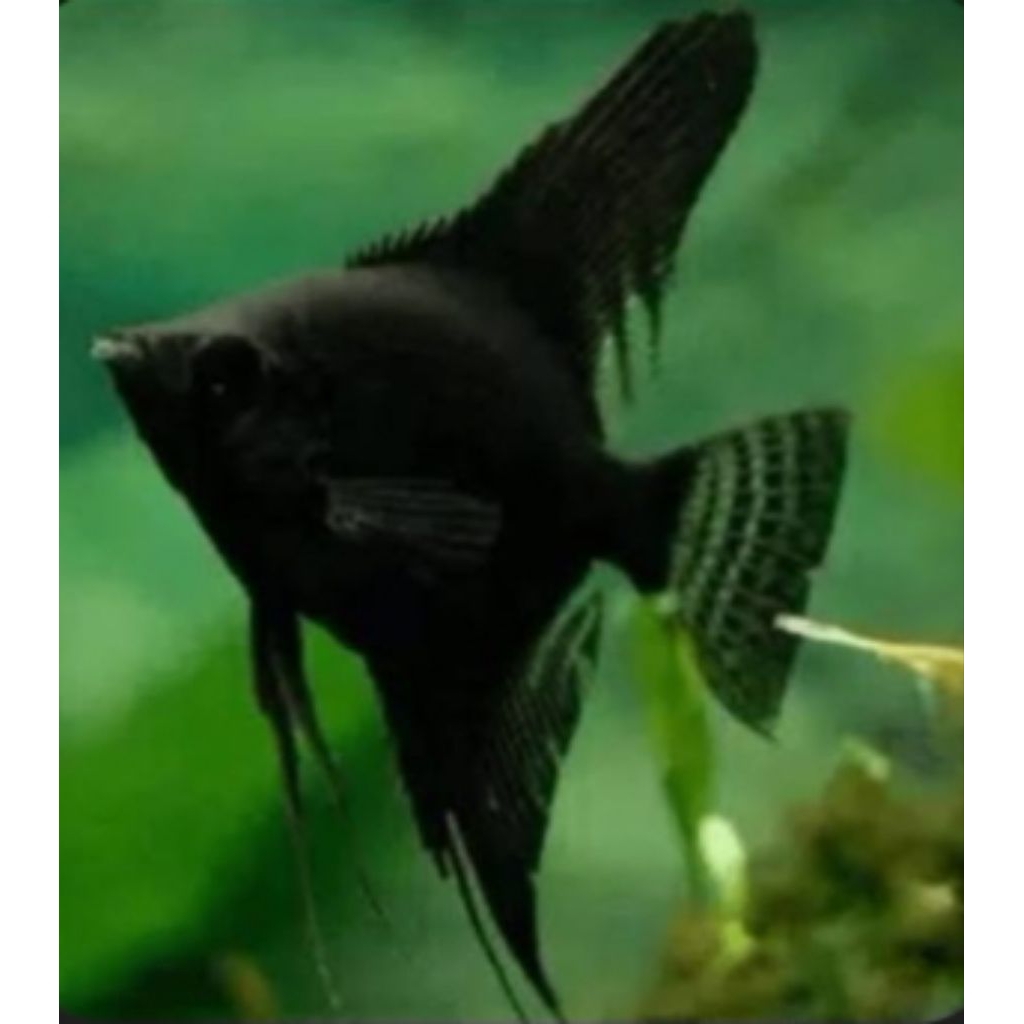 HIASAN AQUASCAPE MANFISH BLACK ANGEL