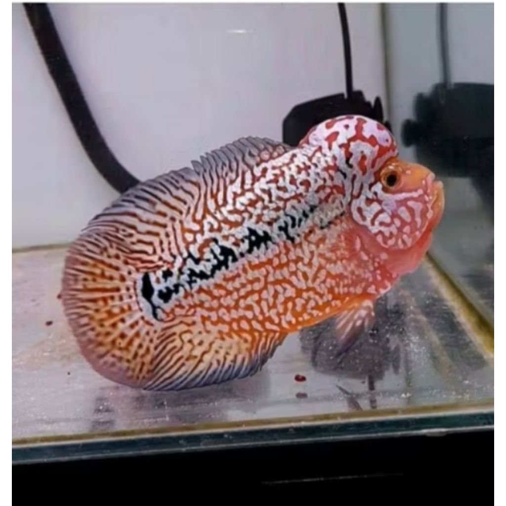 Burayak Louhan Kamfa F2 Super Red -, Warna Merah Elegan, Siap Beradaptasi