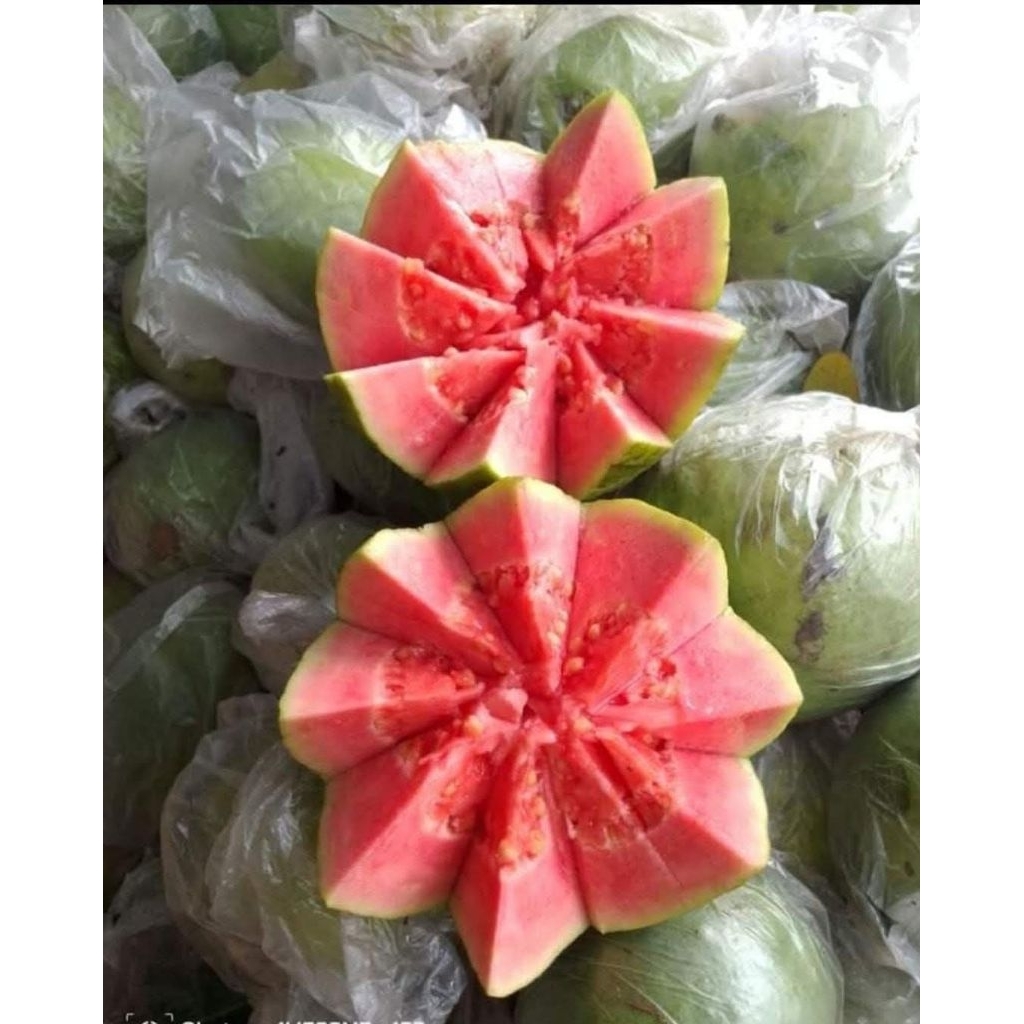 Jambu Biji Merah 1kg