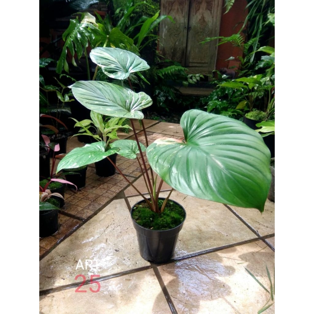 Homalomena Rubescens 'Stardust' Variegata Homa Varigata Sesuai Foto