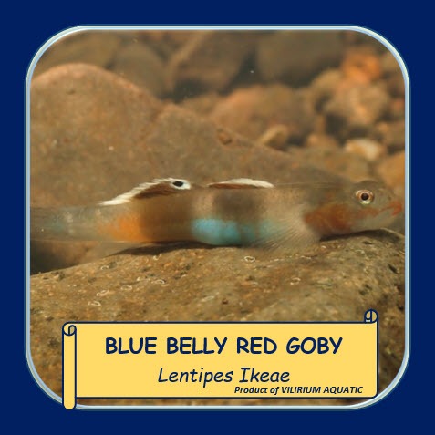 IKAN HIAS AIR TAWAR - GOBY MERAH PERUT BIRU / BLUE BELLY RED GOBY (ALGAEATER / IKAN PEMAKAN ALGA)