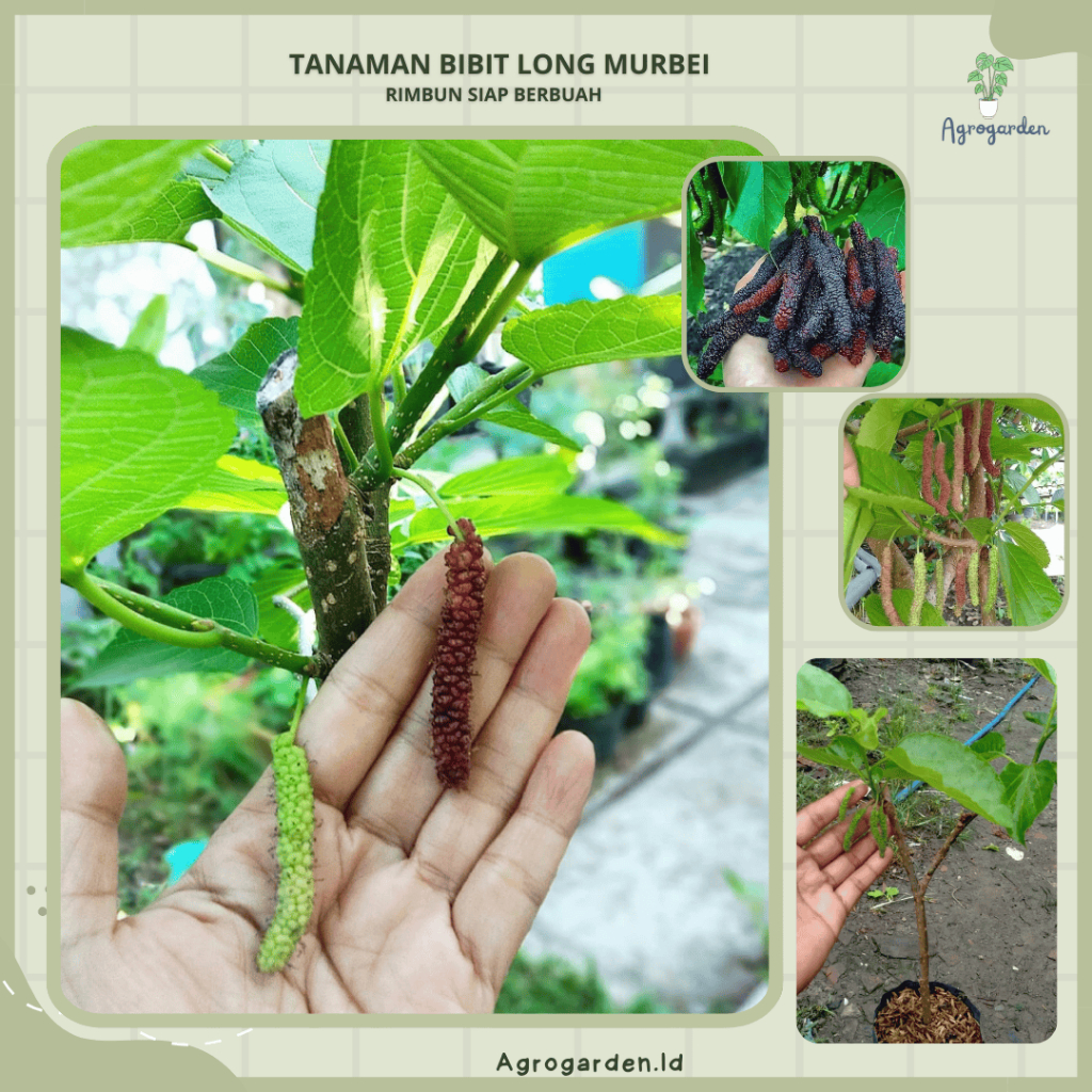 Bibit Tanaman Long Murbei - Buah Panjang, Manis, Mudah Dibudidayakan dan Berbuah - Tanaman Buah Long