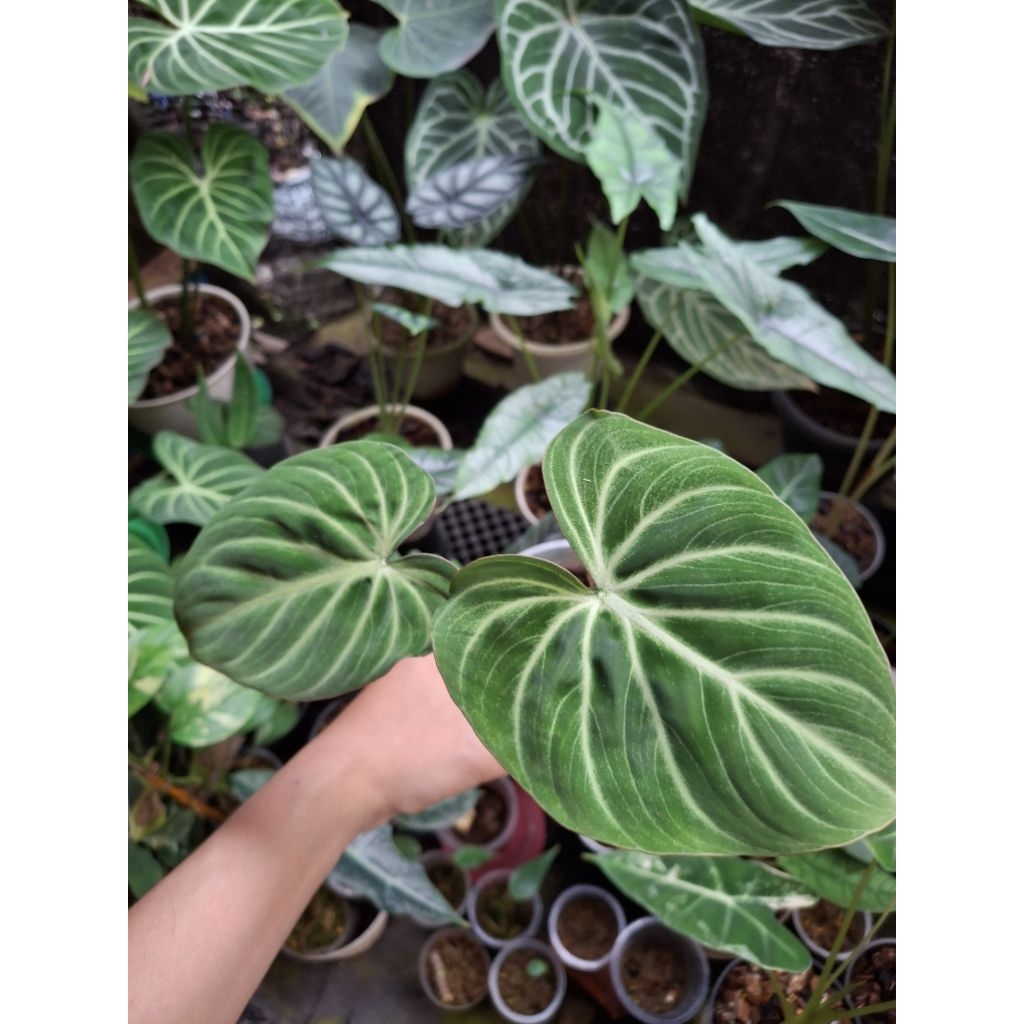philodendron gloriosum white vein thai zebra ori