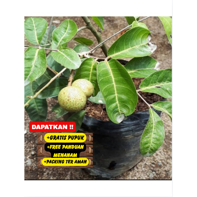 Pohon Kelengkeng Aroma Durian Bibit Super Unggul / Cepat Berbuah / Sudah Berbunga