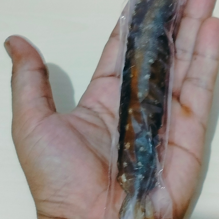 herbal alami tangkur Buaya Asli kalimantan ukuran jumbo