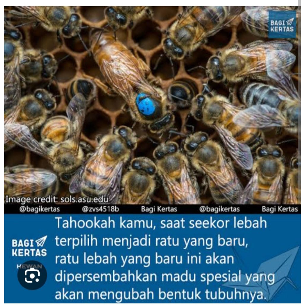 koloni lebah madu asli 2 emplek