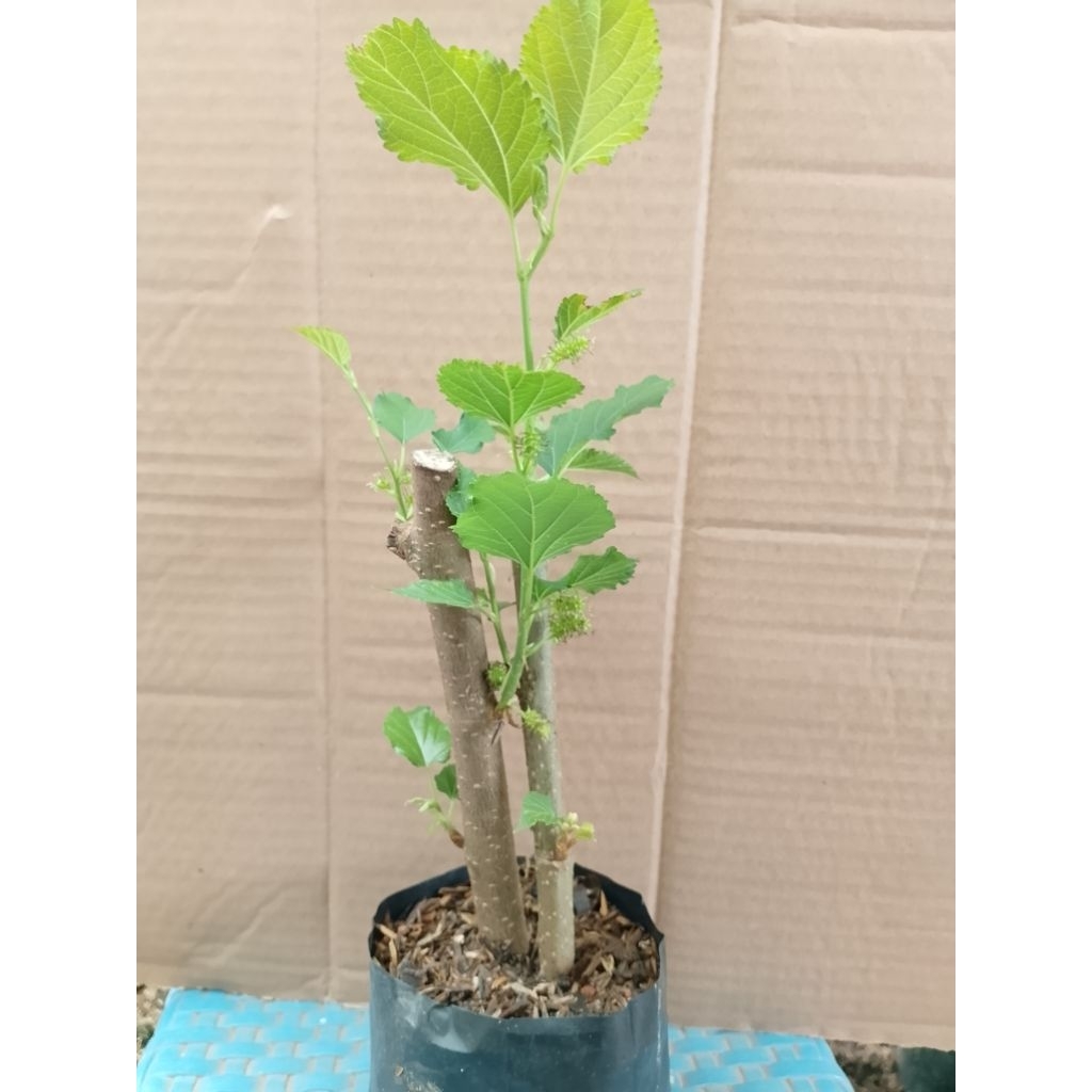 bibit tanaman pohon murbei buah murbei tanaman herbal murbei