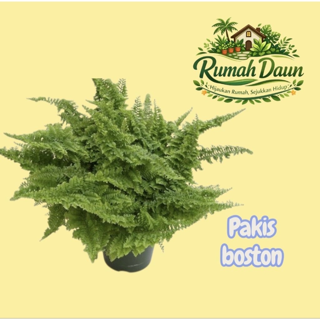 tanaman hias pakis boston - pakis boston