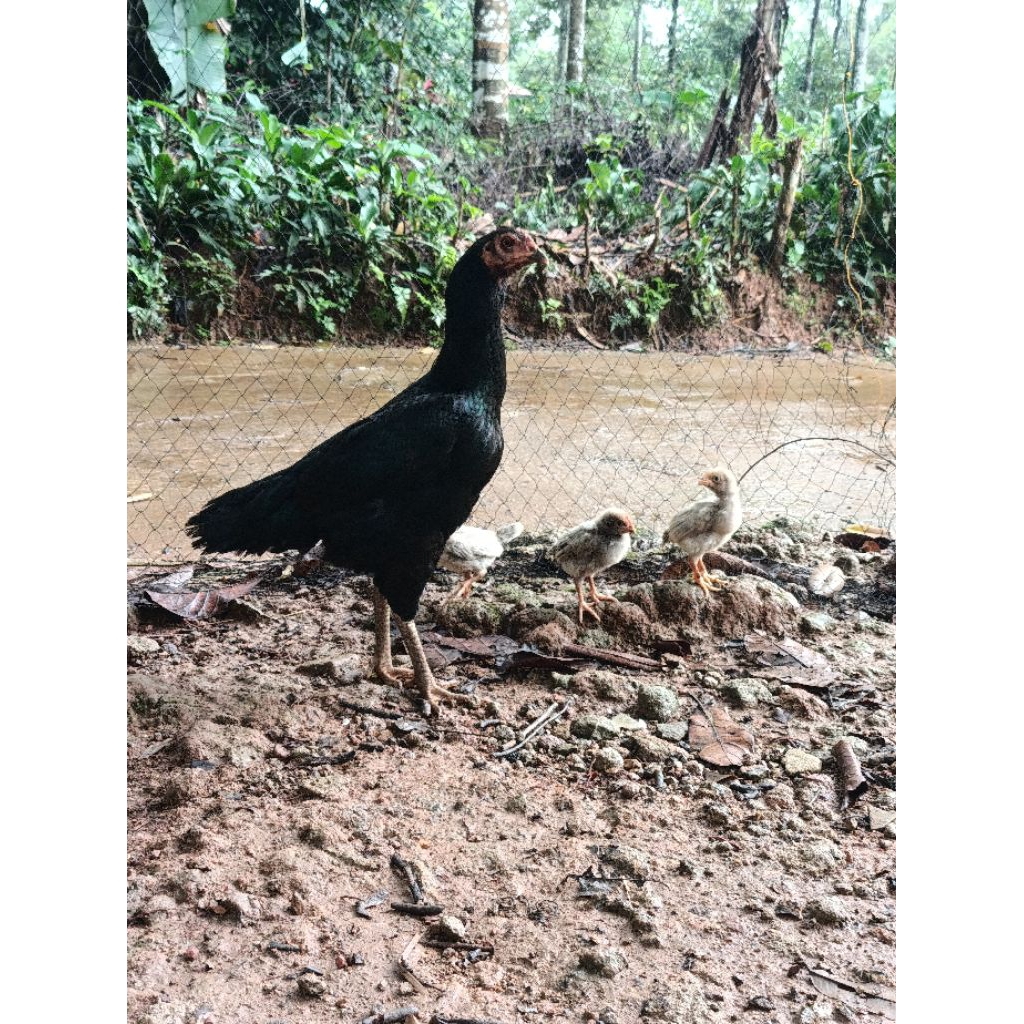 Ayam Kampung Indukan bawa anak