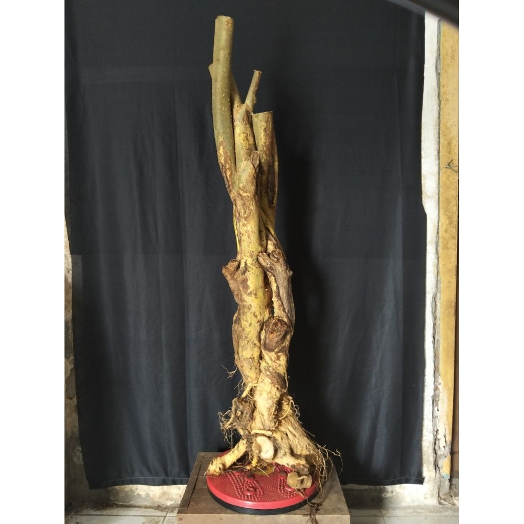 Bahan bonsai serut jumbo berkarakter melintir real pict