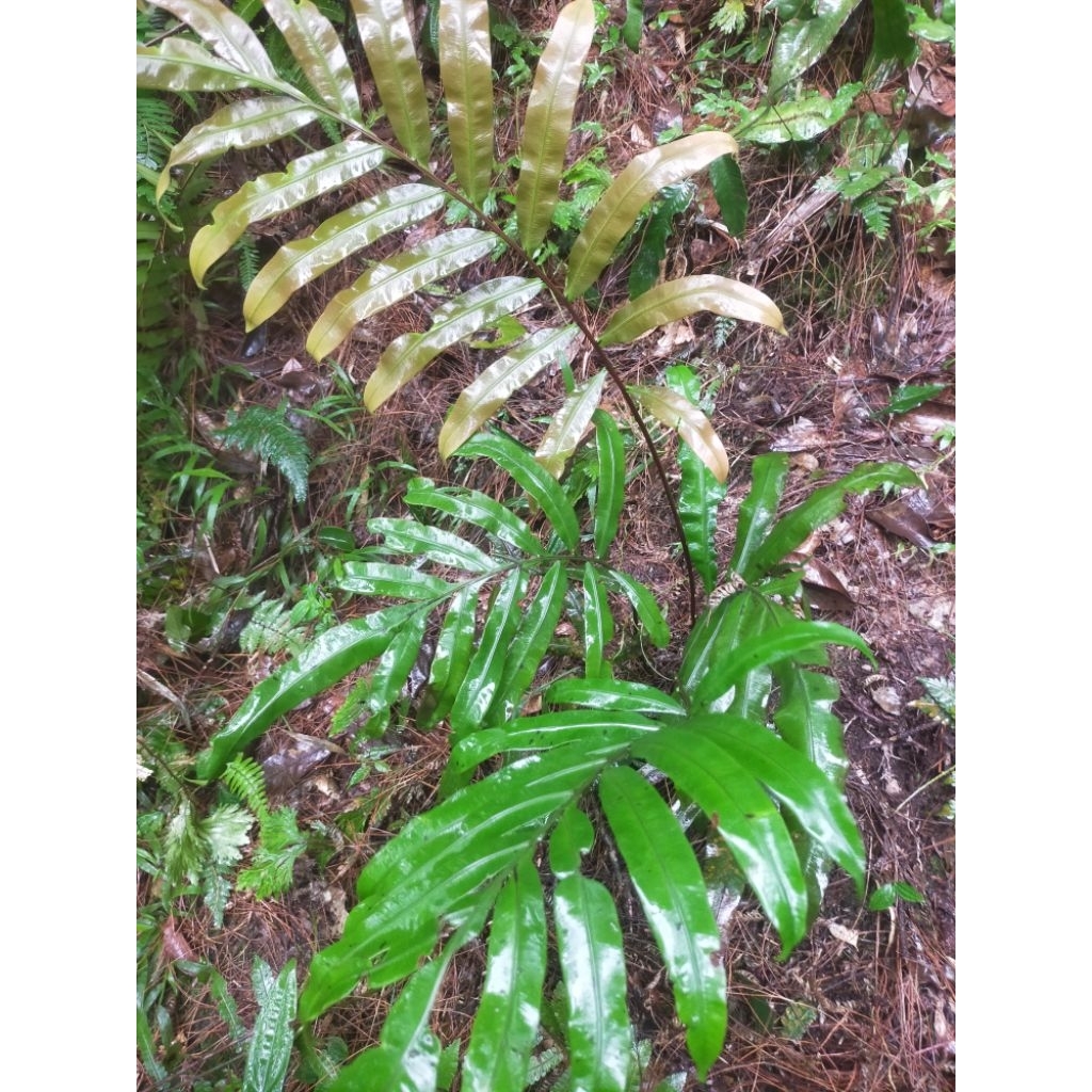 pakis pucuk merah langka