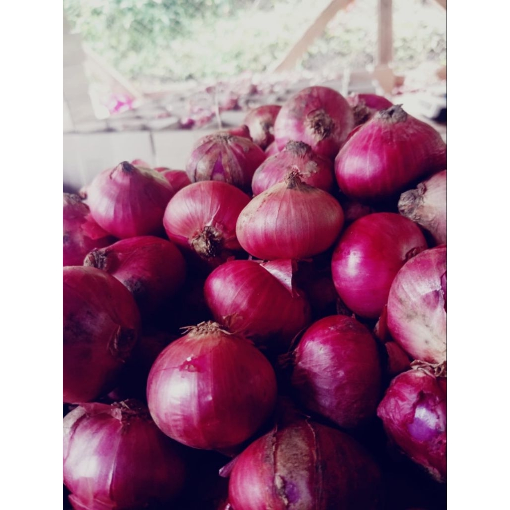 Bawang merah jumbo 1kilo