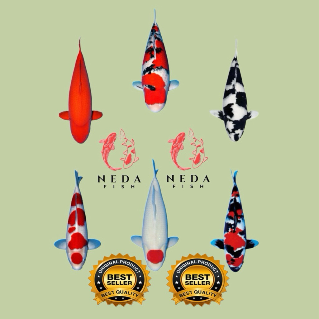 TERLARIS BIBIT KOI BLITAR BERKUALITAS SIZE 7-8 CM