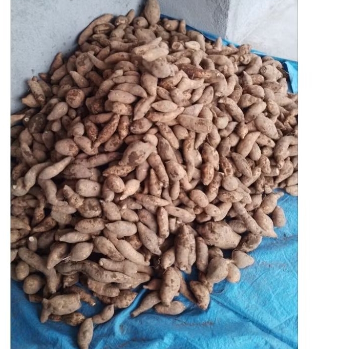 TELO MADU / UBI CILEMBU / KETELA OVEN harga 7.000 perkg