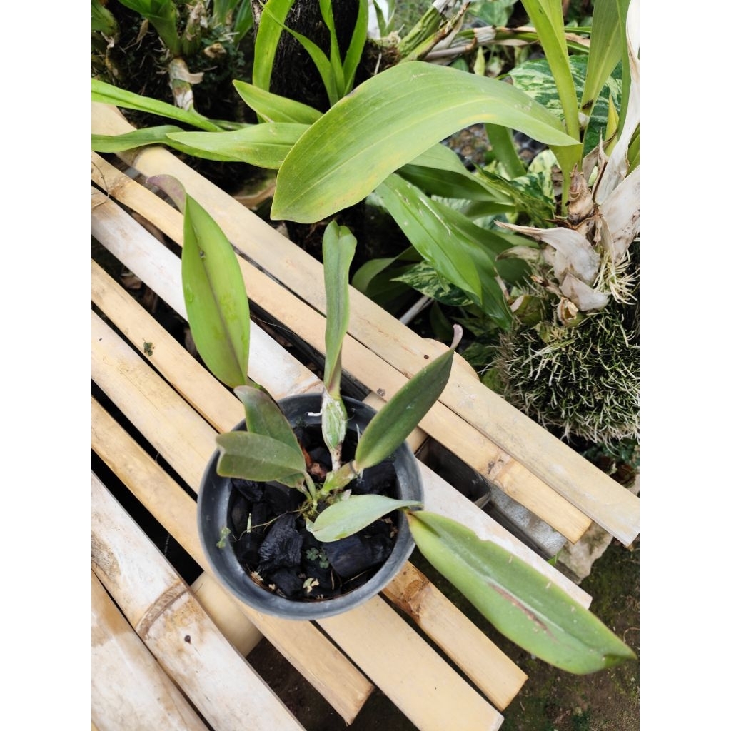 anggrek cattleya dewasa pot hitam