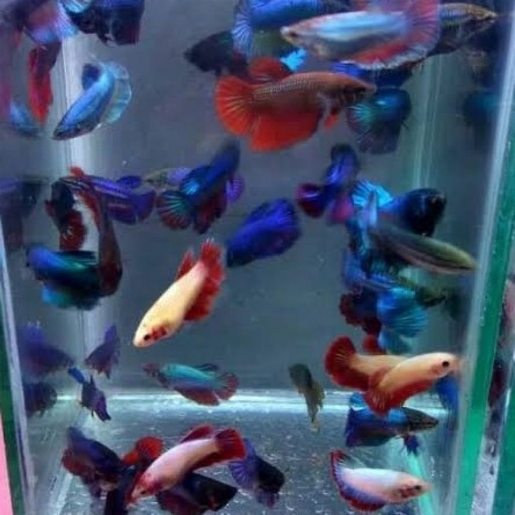 Hiasan Akuarium Betina Halfmon Size Indukan Hiasan Aquarium |Ikan Hias Bozz Louhan Pekanbaru|