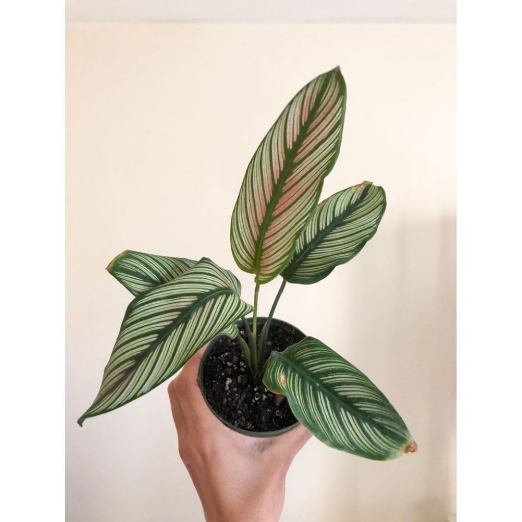 calathea ornata Besar