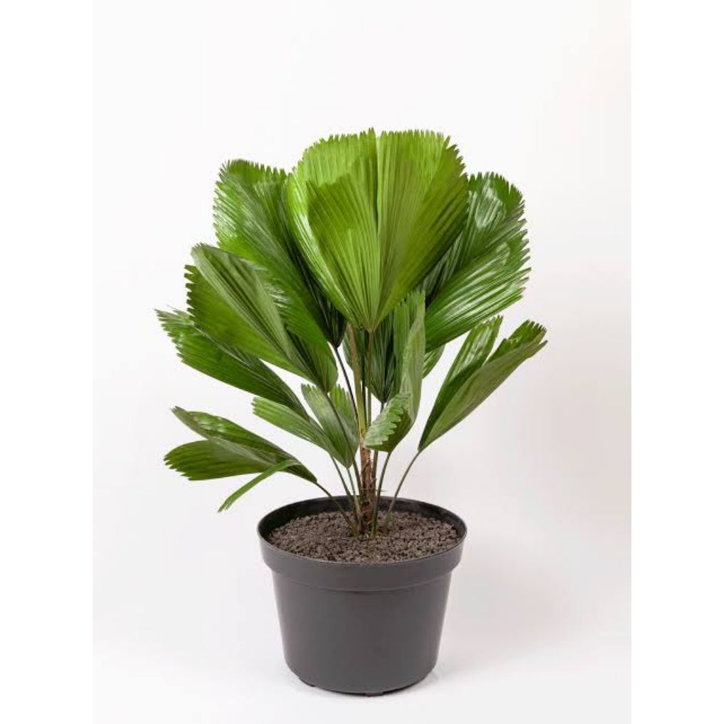 Palm Kol / Licuala Grandis 30-60cm