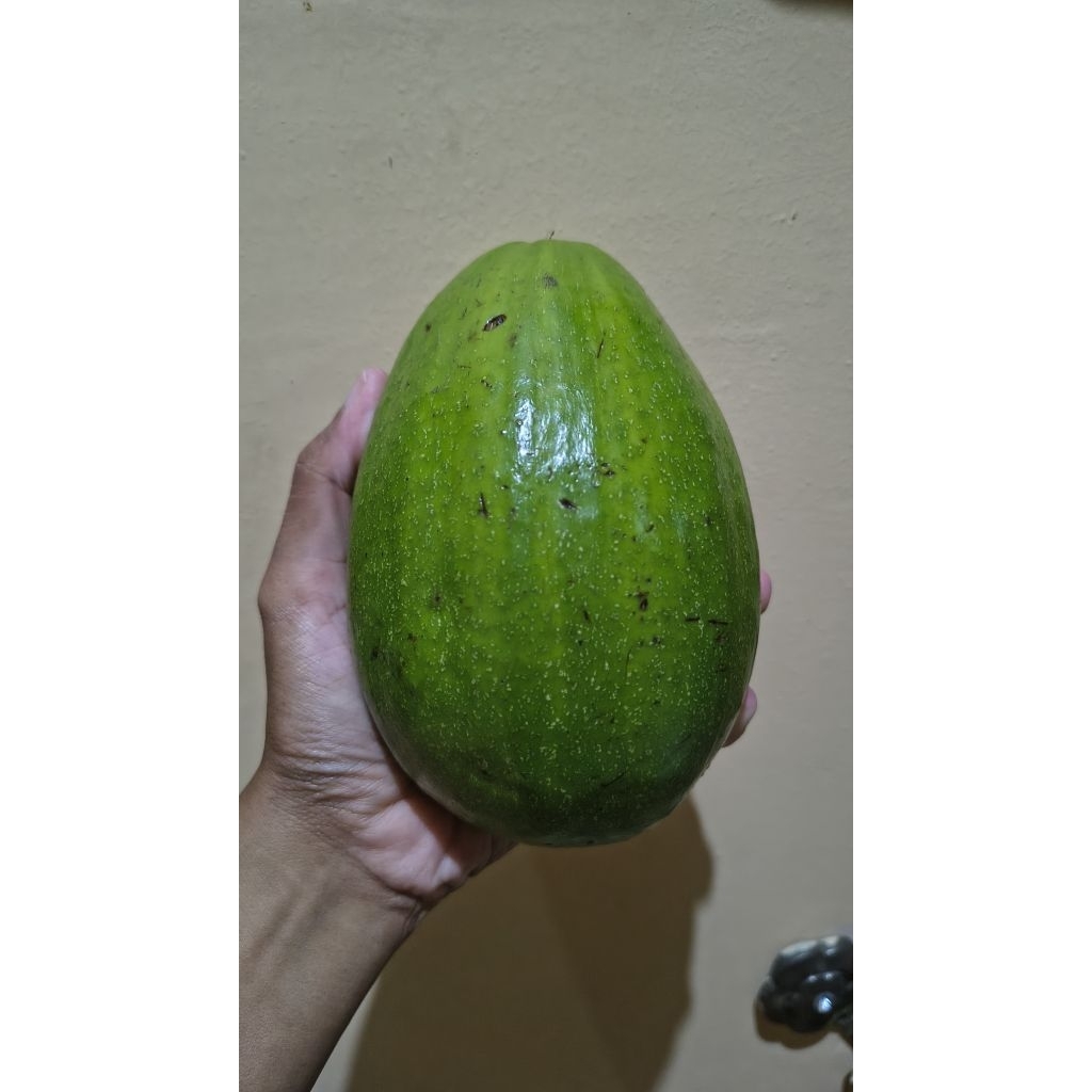 Kirim Instan - Buah Alpukat Aligator 1 kg isi 2 bh