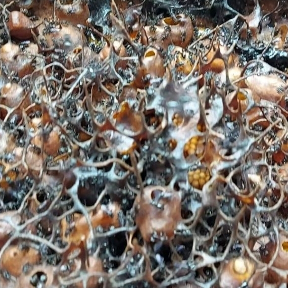 Budidaya Trigona Itama