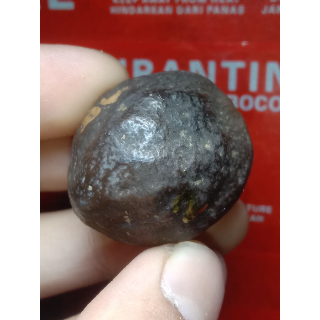 muncang JALIM GURAME JR kode 2