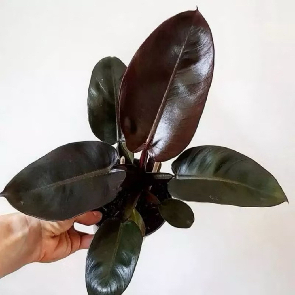 PHILODENDRON BLACK CARDINAL ORI // TANAMAN HIAS BLACK KARDINAL ORI TANIAN LOKAL