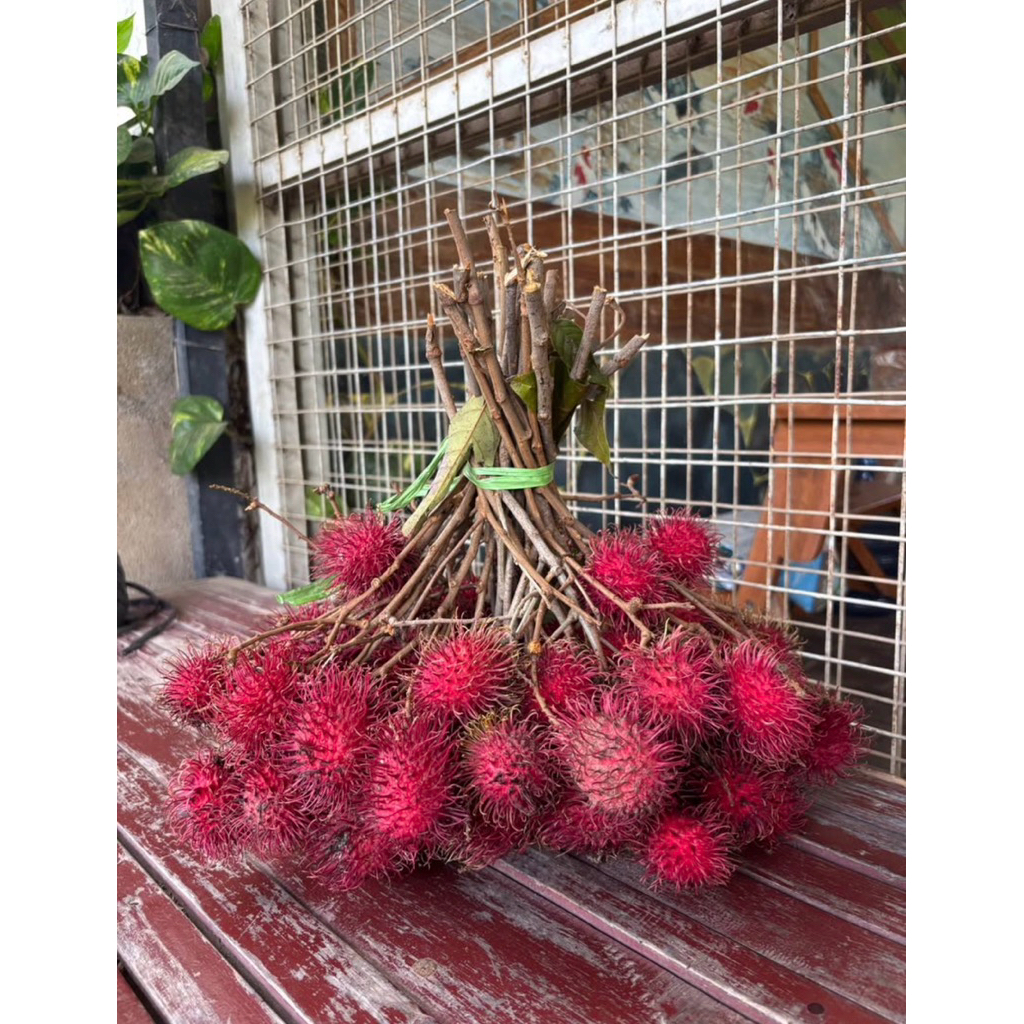 bibit rambutan binjai rapiah