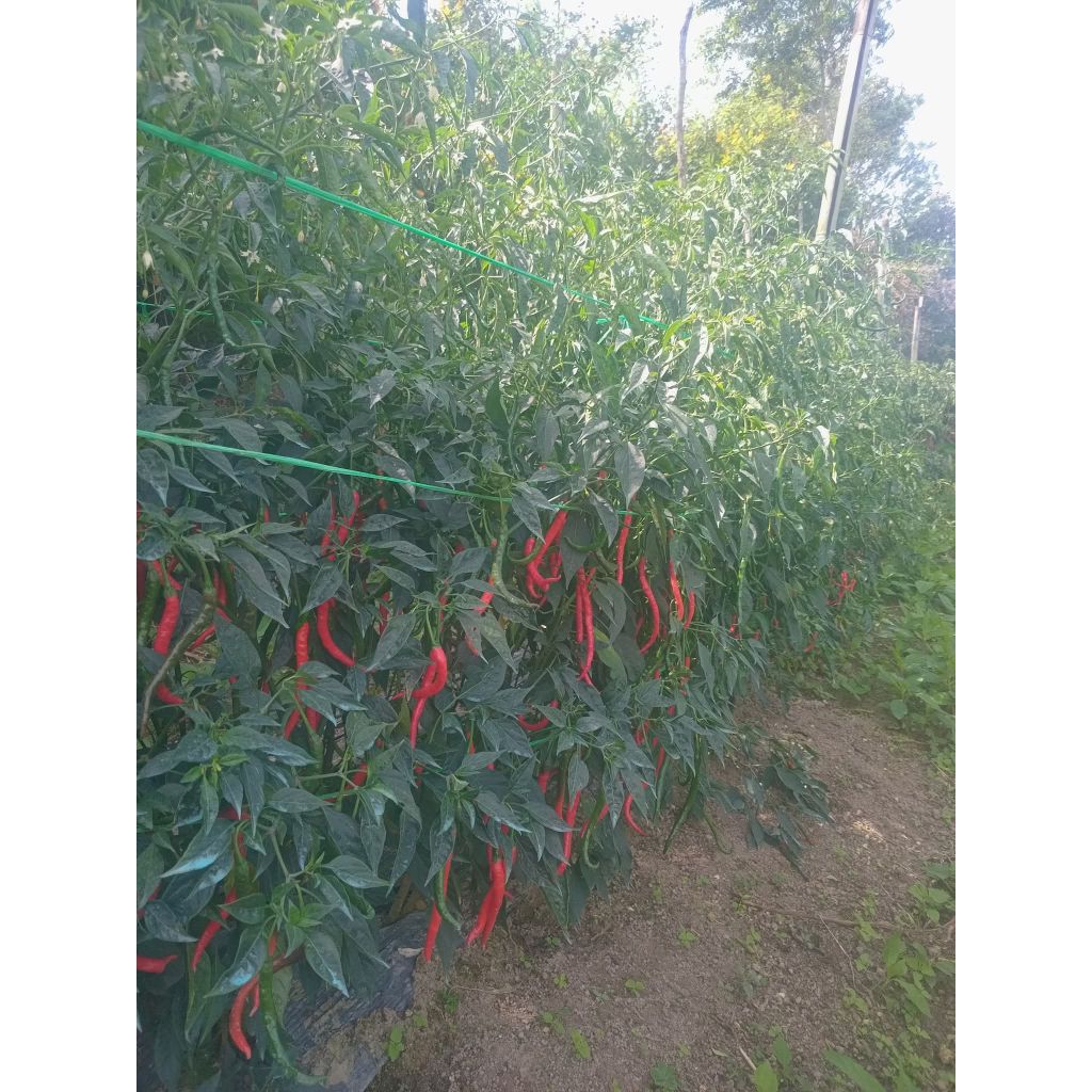 Benih cabe lokal super, cmk super kemasan 20 gram